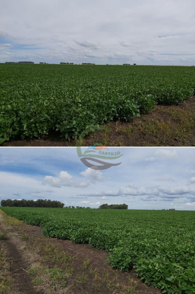 642 Ha Mixtas - Bolivar