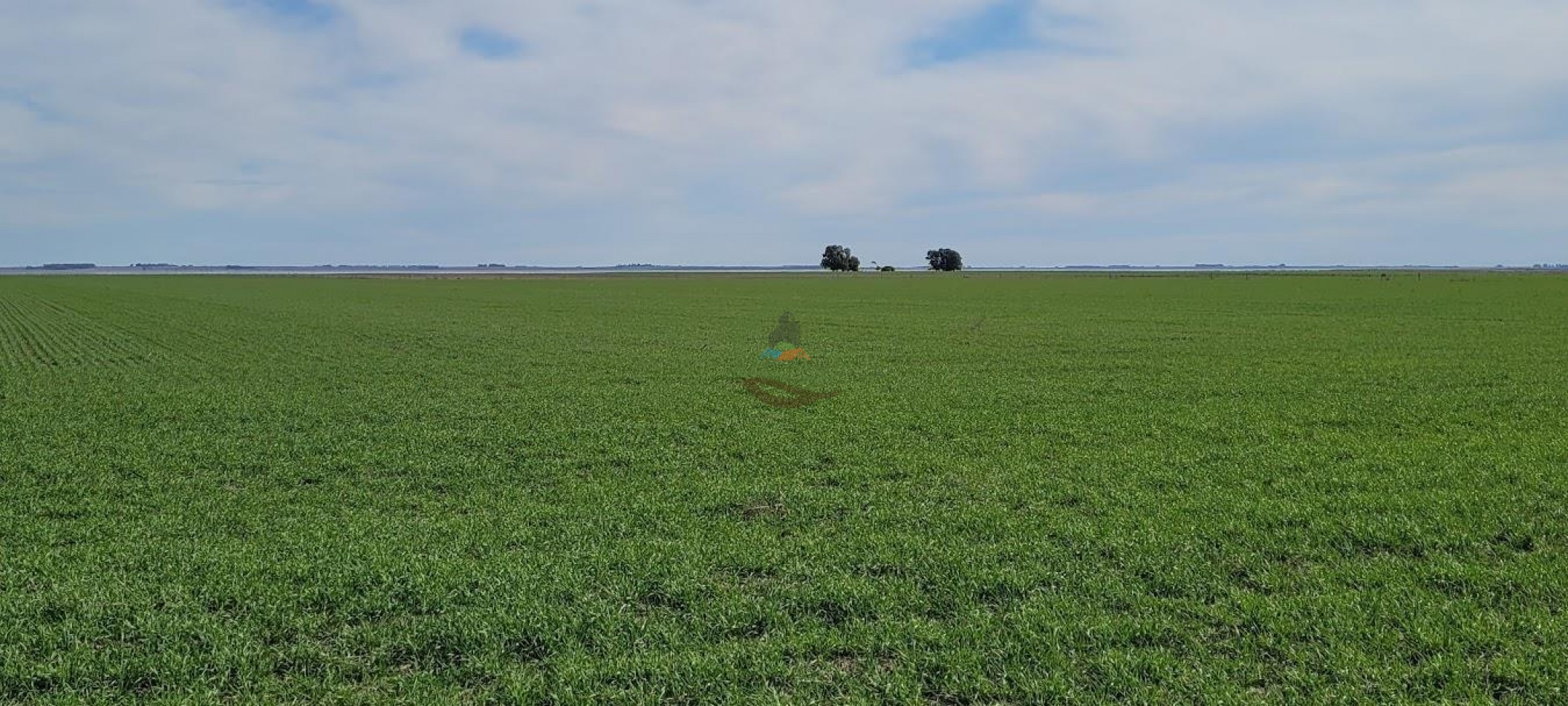 1354 Ha Mixto - Carhue