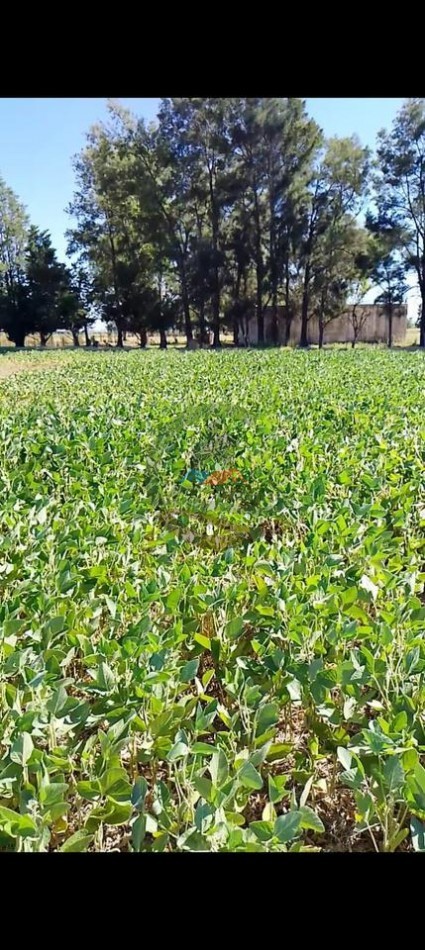 155 ha mixto - Villa Angelica - Pergamino