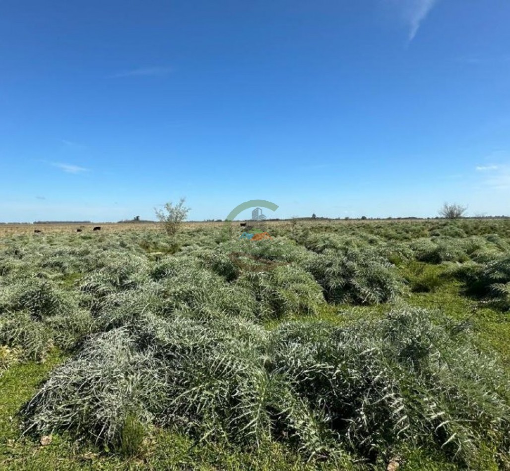 220 Ha Ganadero - Oliden - Brandsen