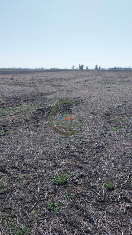 93 Ha Agricolas - 25 de Mayo 