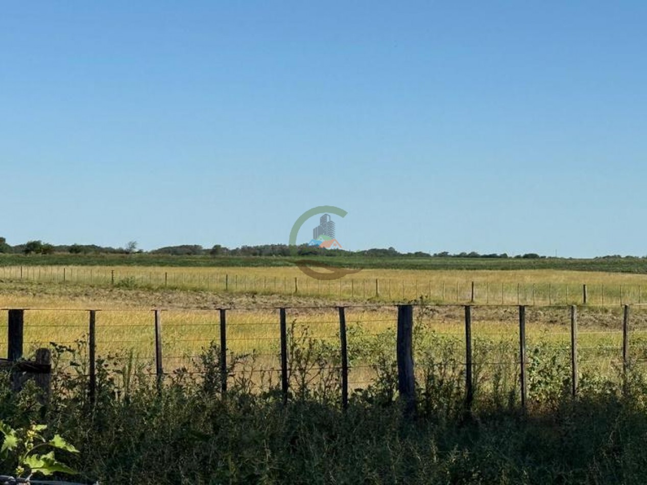 186 HA Mixtas - Hortensia - Carlos Casares