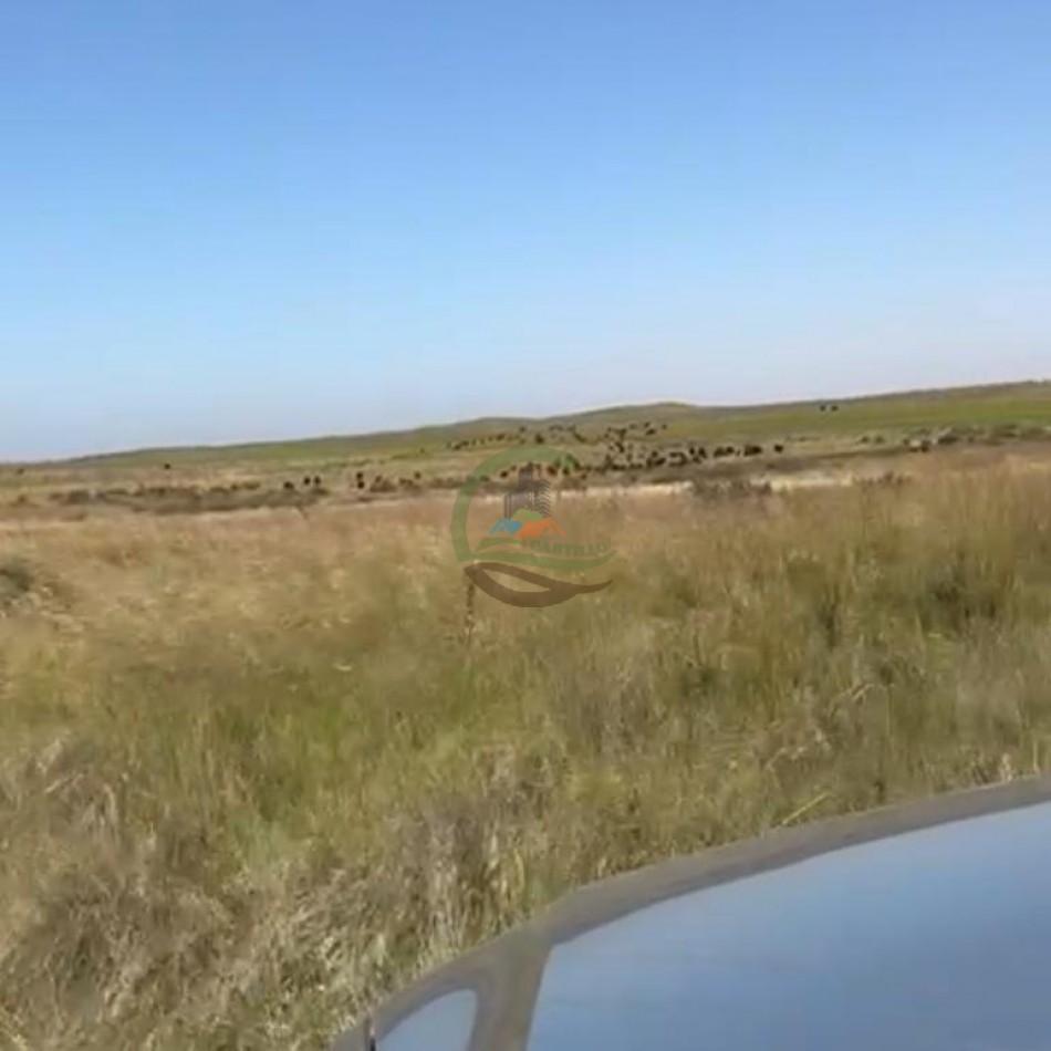 810 Ha Mixto - Coronel Dorrego