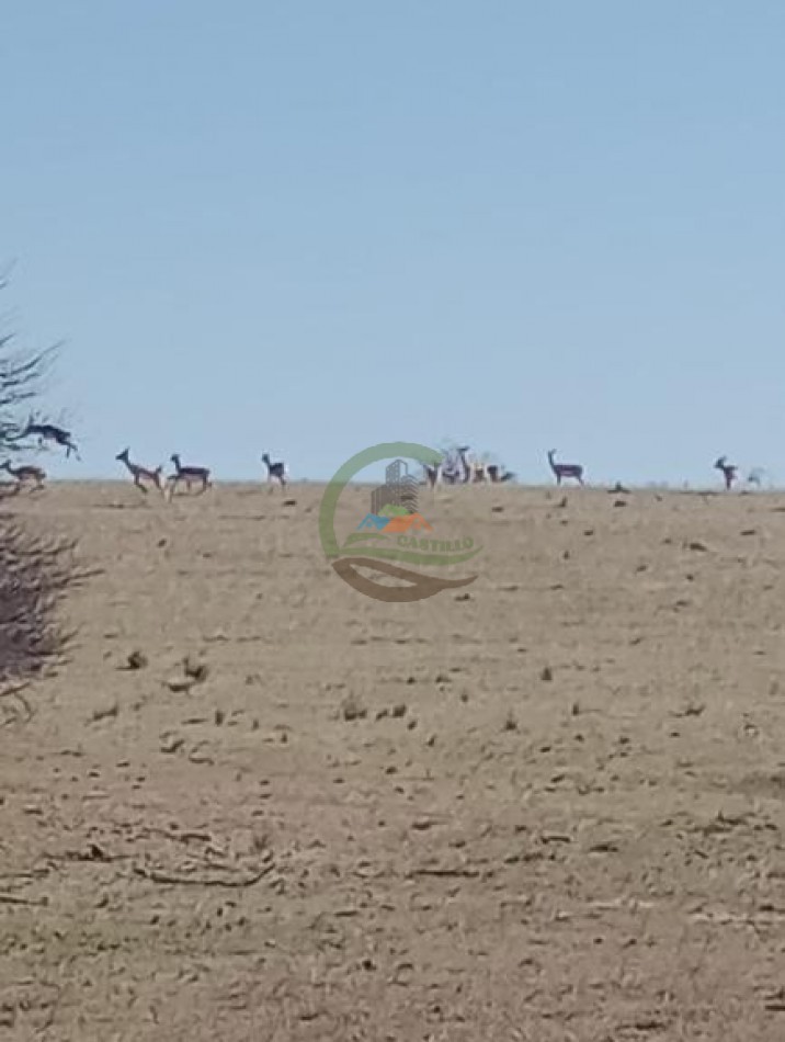 2500 Ha Ganadero - Coto de Caza - Colonia Devoto - La Pampa