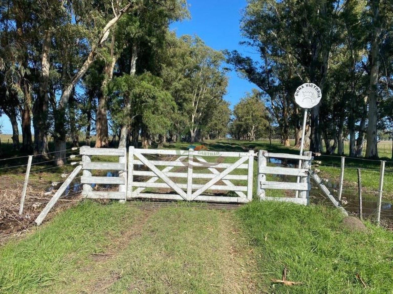 907 Ha Ganadero - Espigas - Olavarria