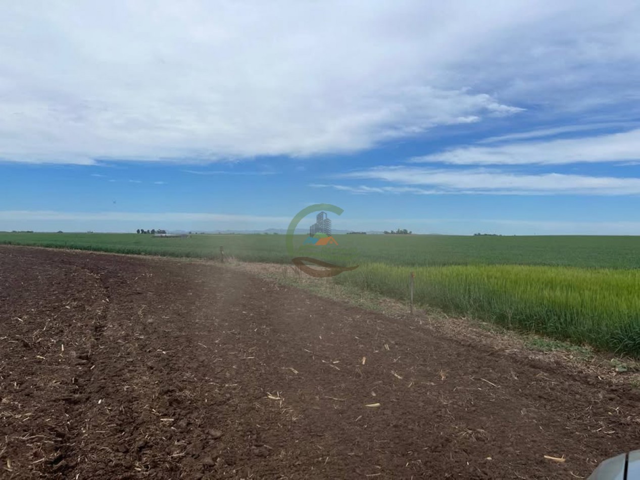 865 Ha Agricolas - Pasman - Coronel Suarez