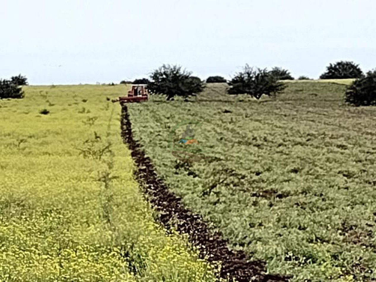 850 Ha Mixto - Puan