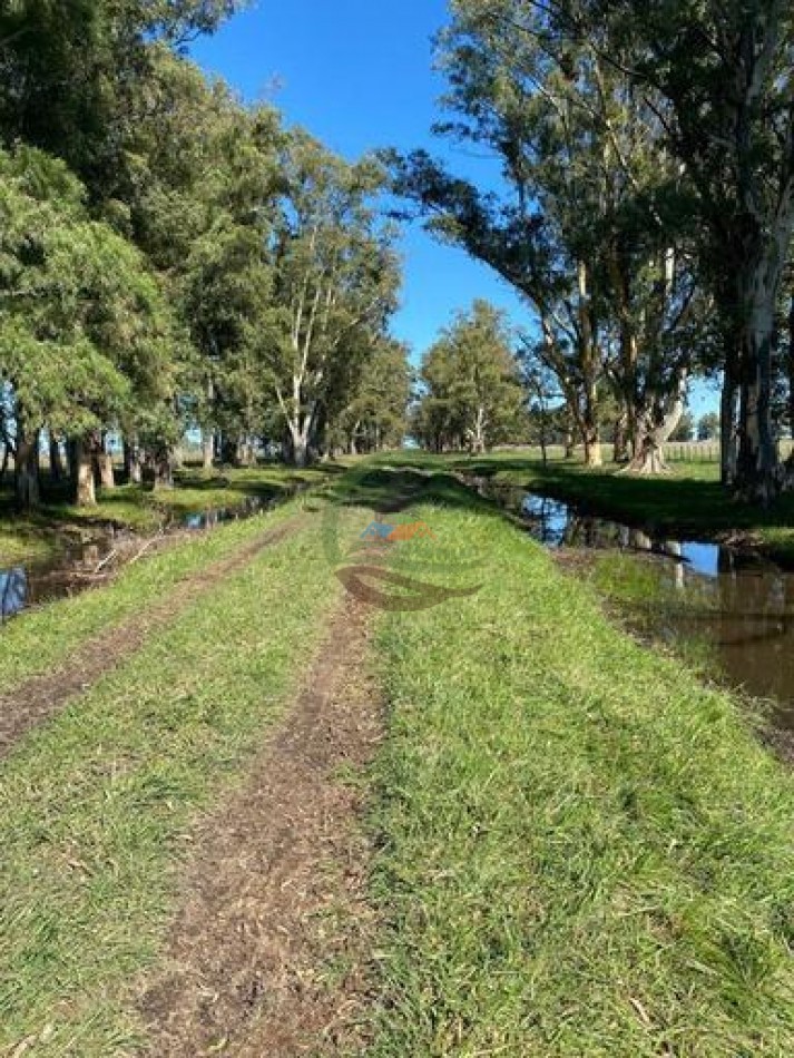 907 Ha Ganadero - Espigas - Olavarria