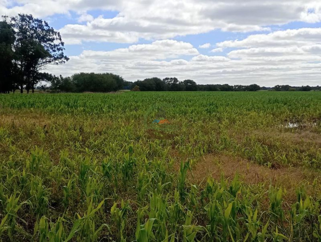 242 Ha - Mixto - Mechongue