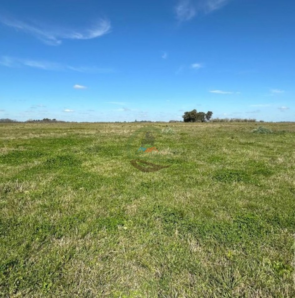 220 Ha Ganadero - Oliden - Brandsen