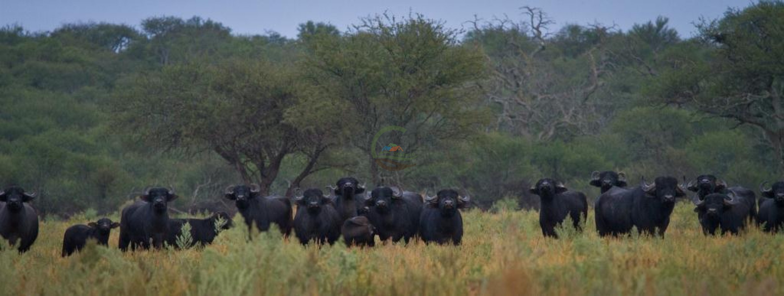2500 Ha Ganadero - Coto de Caza - Colonia Devoto - La Pampa