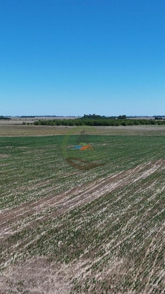 469 Ha Mixto - Chascomus