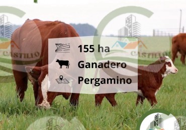 155 ha Ganaderas - Pergamino - Alquiler