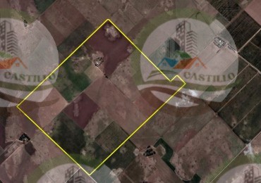 268 Ha Mixto - Pigue