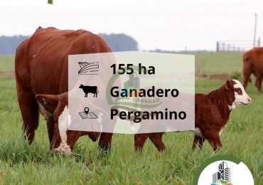 155 ha Ganaderas - Pergamino - Alquiler