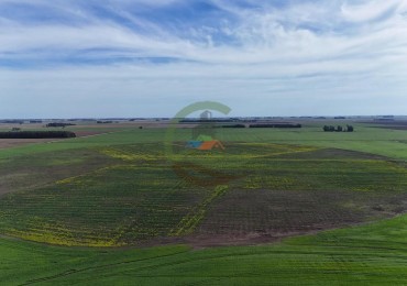 520 Ha Mixtas - Necochea