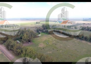 6902 Ha Mixto - Lincoln