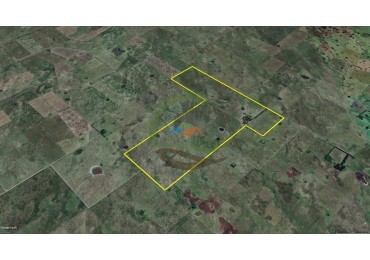 907 Ha Ganadero - Espigas - Olavarria