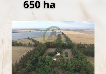 650 ha mixtas - san cayetano