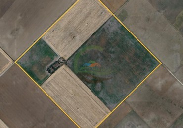 100 Ha Agricolas - Carhue - Alquiler