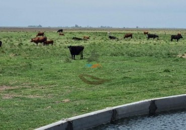 740 Ha - Mixto - Pehuajo