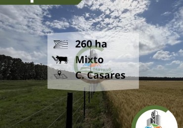 260 Ha Mixto - Santo Tomas - Carlos Casares - Alquiler